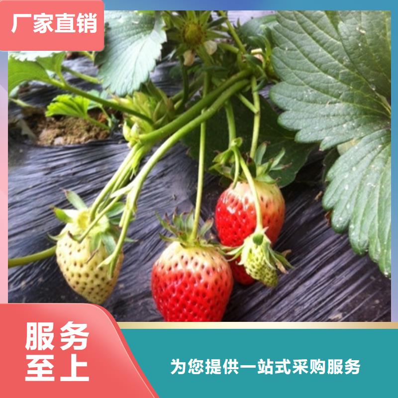 草莓苗,吉塞拉6号砧木从厂家买售后有保障