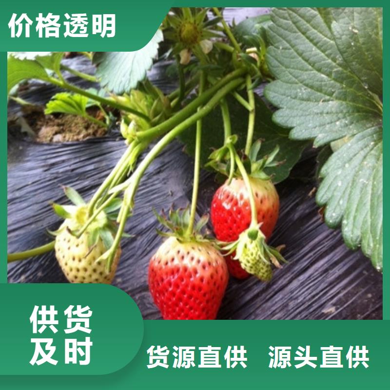 草莓苗_苹果苗基地源头厂家量大价优
