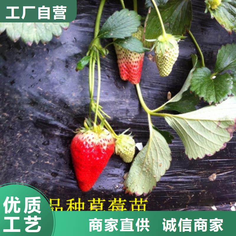 草莓苗_苹果苗基地源头厂家量大价优