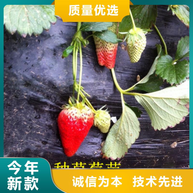 草莓苗果树苗批发基地厂家经验丰富