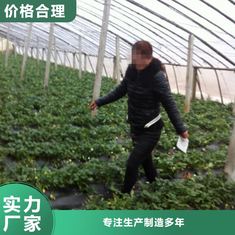 梨树苗-视频-梨树苗-广祥农业科技(西藏分公司)服务区域林芝|拉萨|那曲|昌都|山南