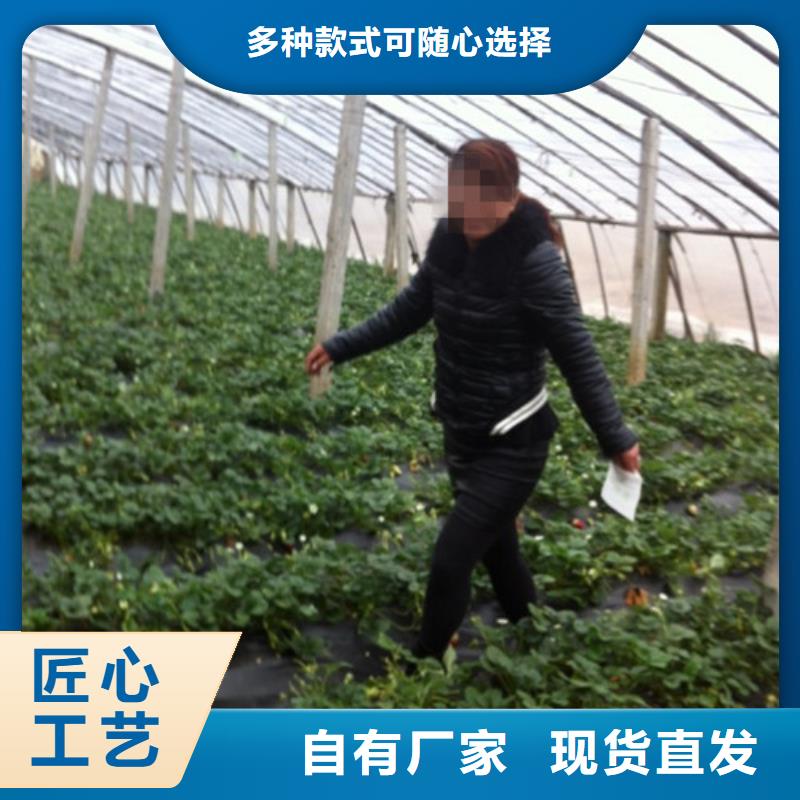 草莓苗,吉塞拉6号砧木从厂家买售后有保障