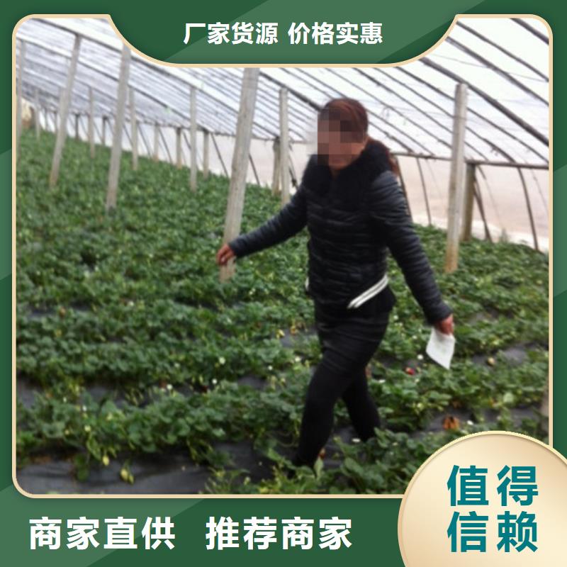 草莓苗苹果苗来图来样定制