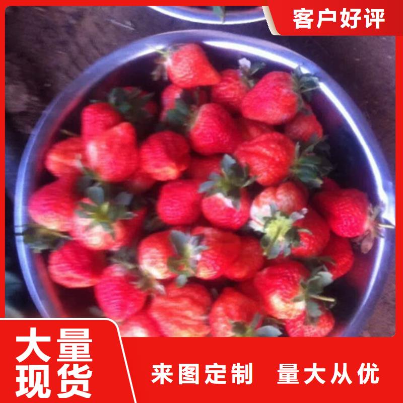 草莓苗草莓苗价格产地货源