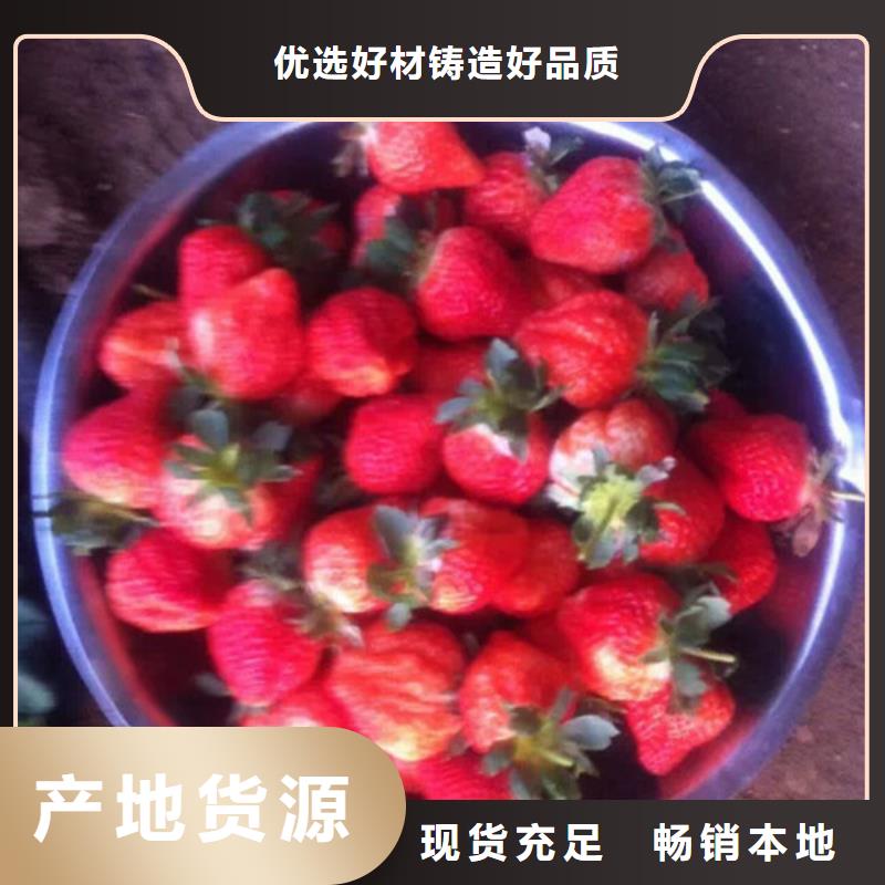 草莓苗_黄宝石梨树苗您身边的厂家
