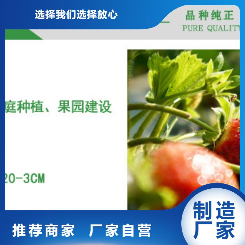 草莓苗,红富士苹果树苗产品性能