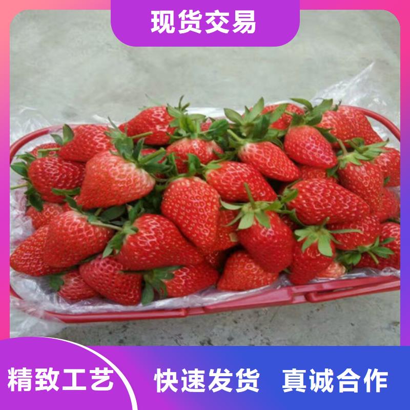 草莓苗 板栗苗严选用料