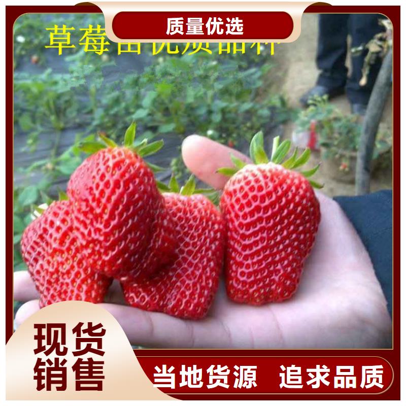 草莓苗_黄金苹果树苗源厂直接供货