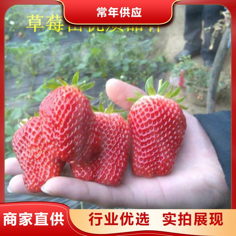 草莓苗,红富士苹果树苗产品性能