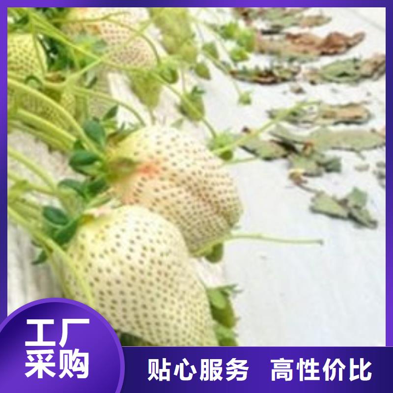 草莓苗油蟠桃树苗联系厂家