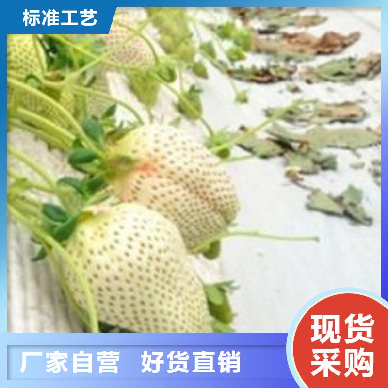 草莓苗 板栗苗严选用料