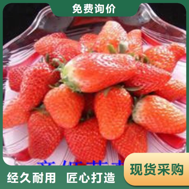 草莓苗,红富士苹果树苗产品性能