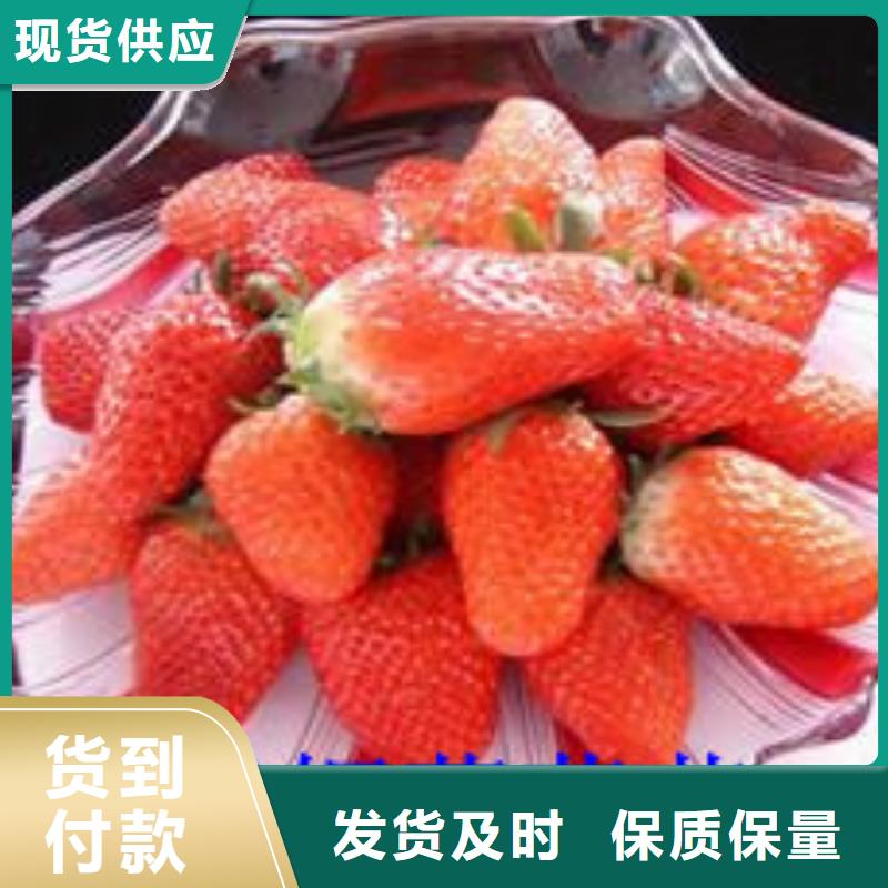 草莓苗 板栗苗严选用料