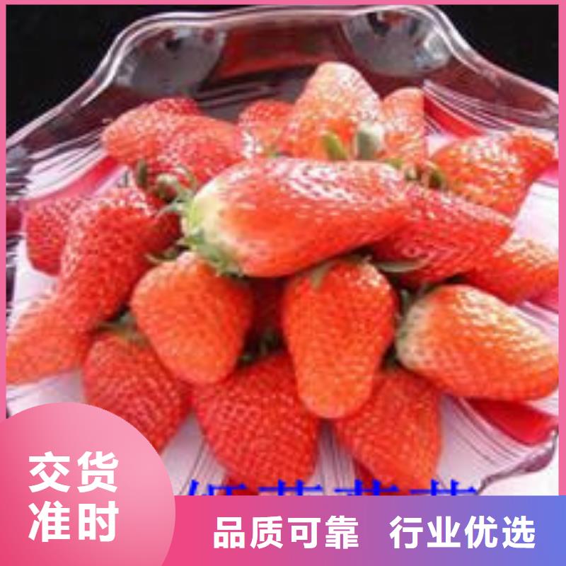 草莓苗_黄金苹果树苗源厂直接供货