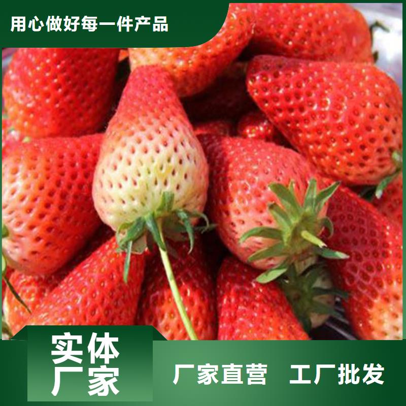 草莓苗_黄金苹果树苗源厂直接供货