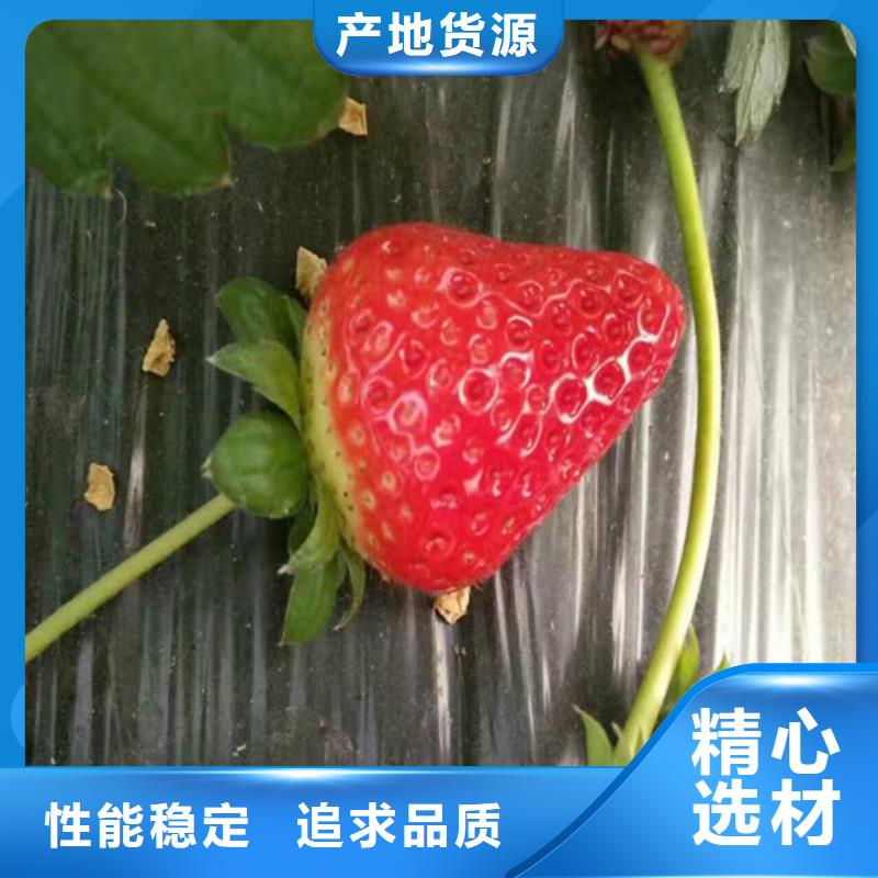 草莓苗,红富士苹果树苗产品性能