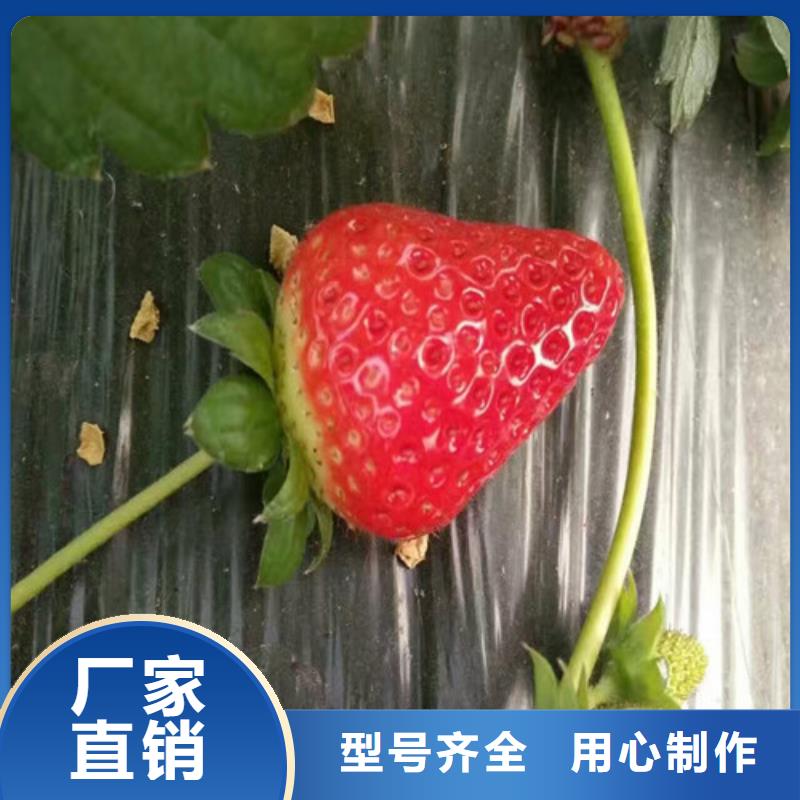 草莓苗_黄金苹果树苗源厂直接供货