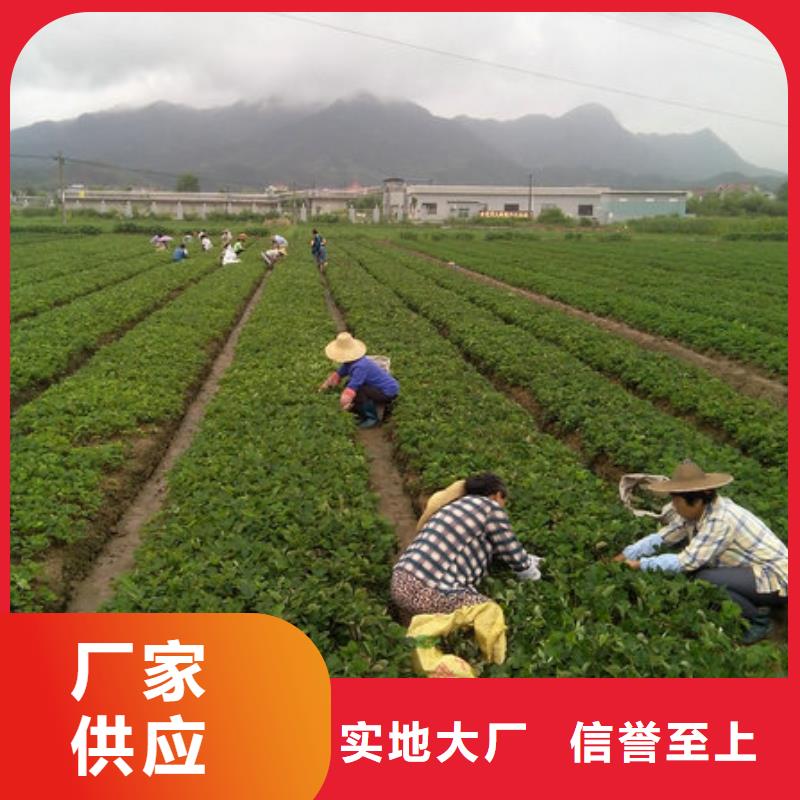 草莓苗 板栗苗严选用料