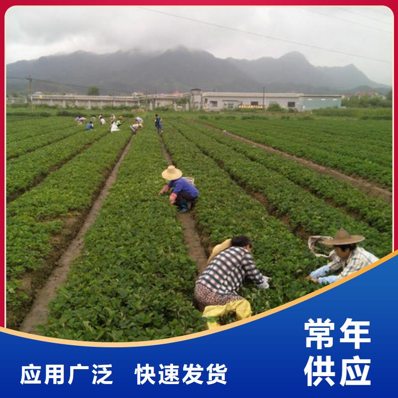 草莓苗梨树苗基地N年生产经验