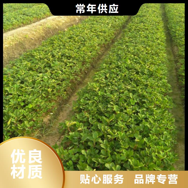 草莓苗 板栗苗严选用料