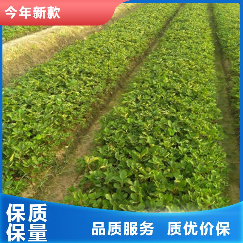 草莓苗,红富士苹果树苗产品性能