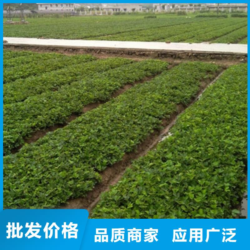 草莓苗_黄金苹果树苗源厂直接供货