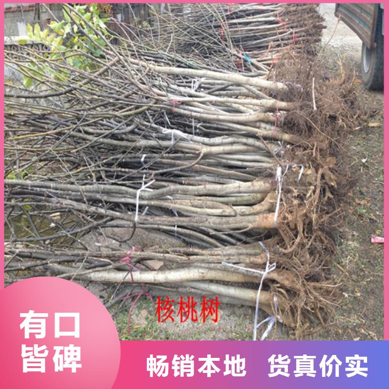 核桃苗果树苗一对一为您服务