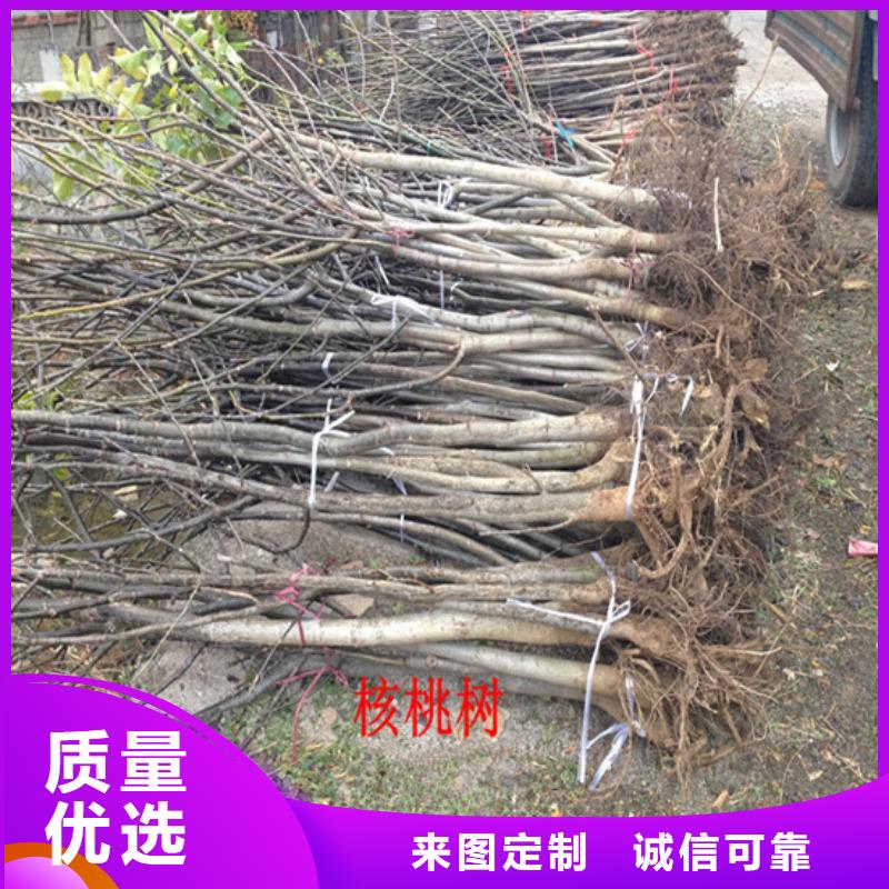 核桃苗,梨树苗基地专注细节专注品质