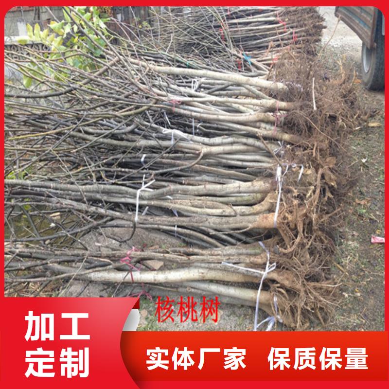 梨树苗-视频-河南省商丘市广祥梨树苗可服务区域永城|虞城|洛阳|三门峡|鹤壁|许昌|漯河|新乡|安阳等