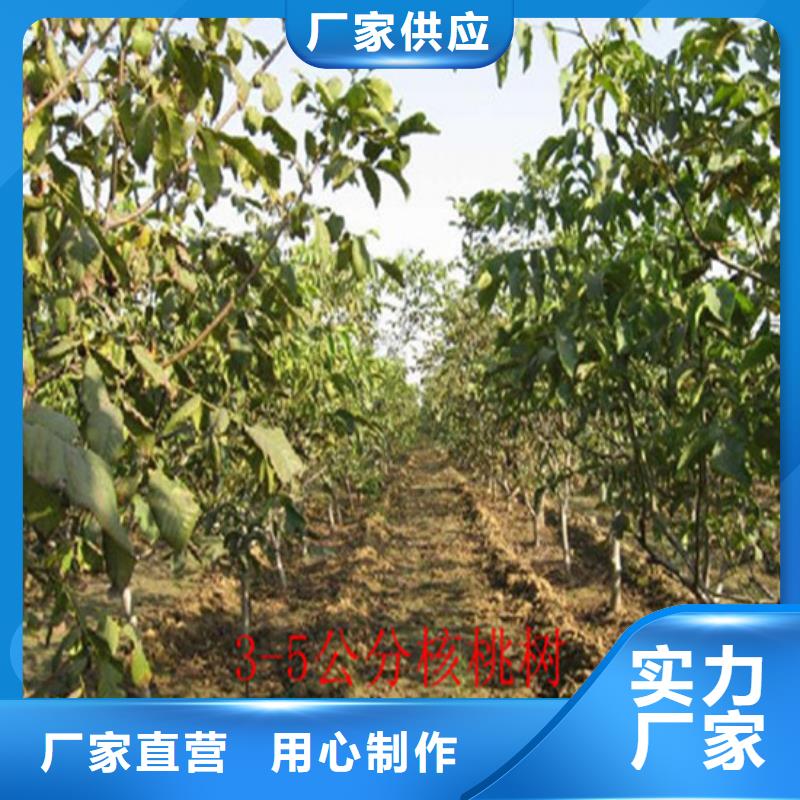 核桃苗蓝宝石葡萄苗匠心工艺