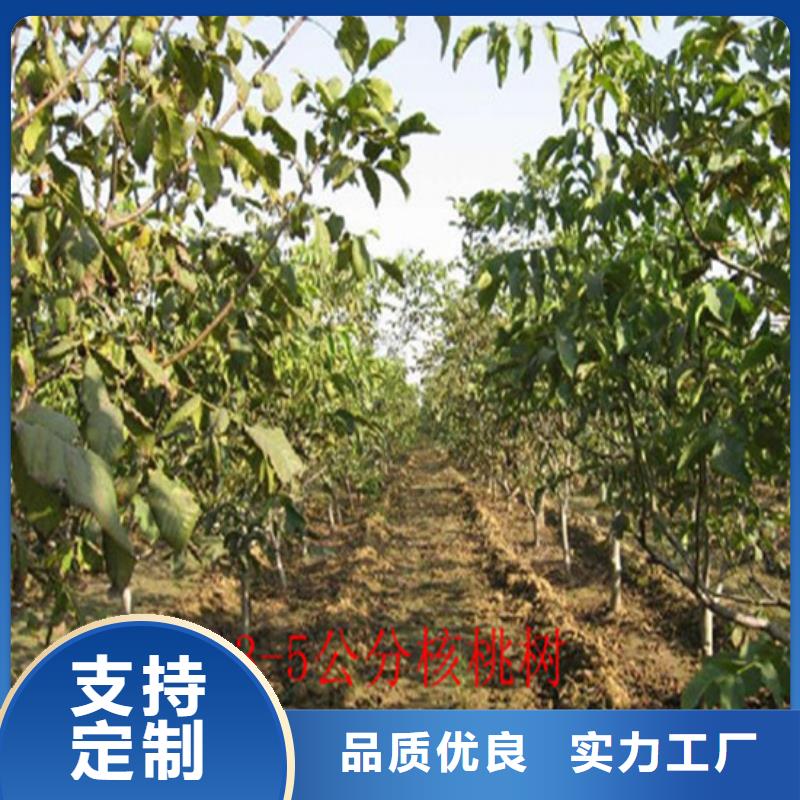 核桃苗青苹果树苗对质量负责