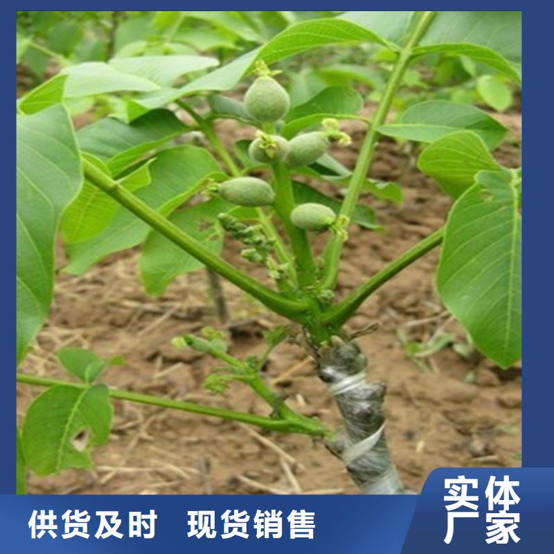 【核桃苗】-夏黑葡萄苗用心制造