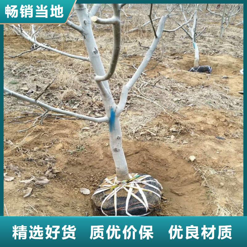 核桃苗苹果苗基地来图来样定制