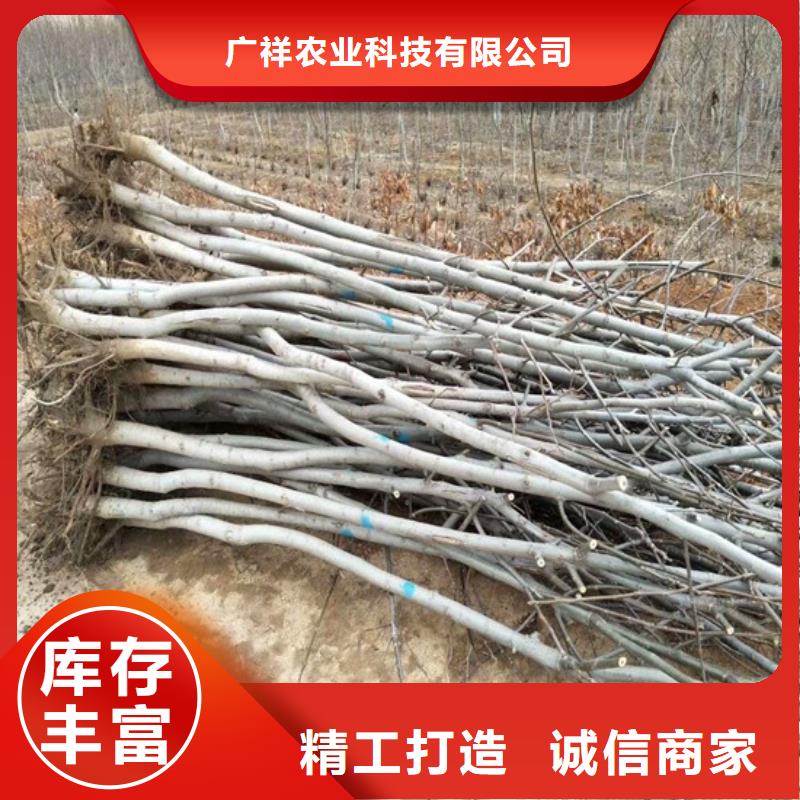 核桃苗蓝宝石葡萄苗匠心工艺