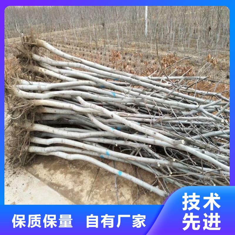 核桃苗_草莓苗价格买的放心安兴用的舒心