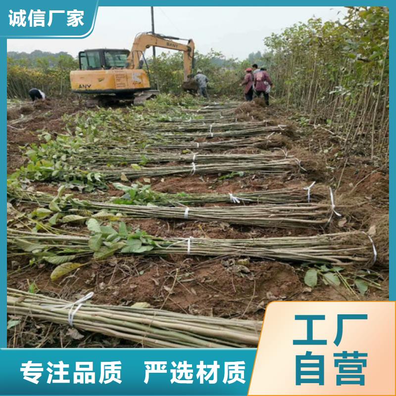 核桃苗蓝宝石葡萄苗可零售可批发