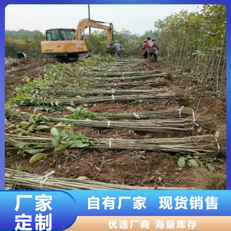 核桃苗桃树苗专注生产制造多年