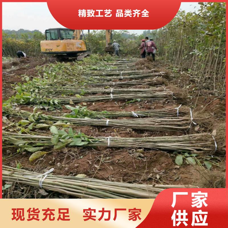 核桃苗樱桃苗发货及时