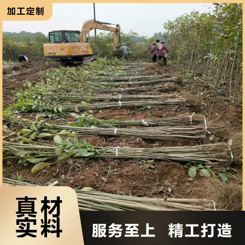 核桃苗-葡萄苗为您提供一站式采购服务