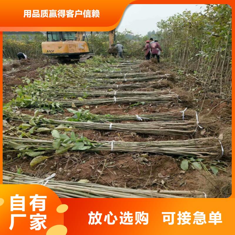 梨树苗-视频-辽宁省葫芦岛市|龙港|绥中|铁岭|大连|沈阳|抚顺|营口|鞍山|丹东梨树苗-广祥