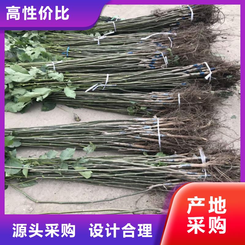 核桃苗蓝宝石葡萄苗可零售可批发