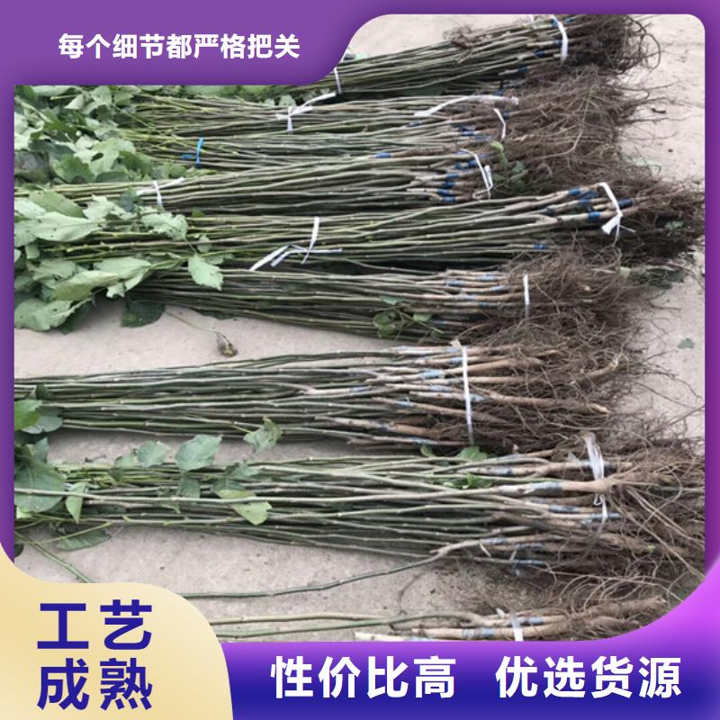 核桃苗,胭脂脆桃树苗老客户钟爱