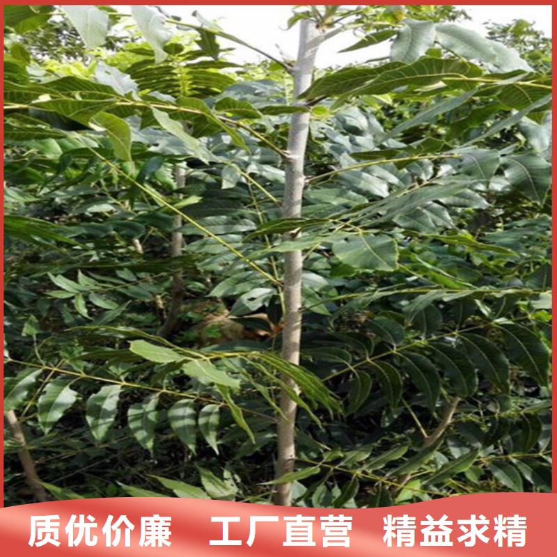 核桃苗_草莓苗价格买的放心安兴用的舒心
