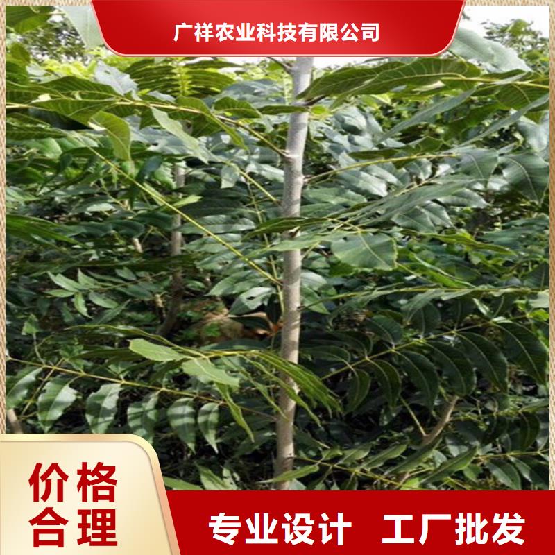 核桃苗草莓苗价格专业生产厂家
