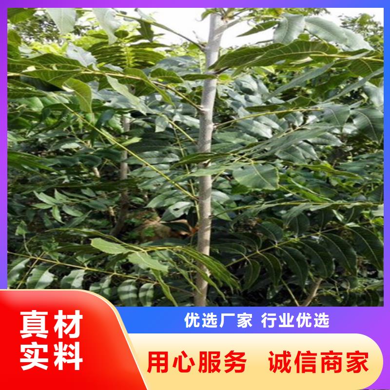 【核桃苗】-夏黑葡萄苗用心制造