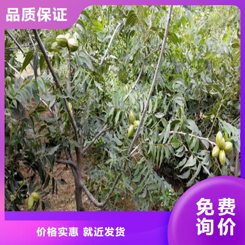 核桃苗蓝莓苗专业供货品质管控