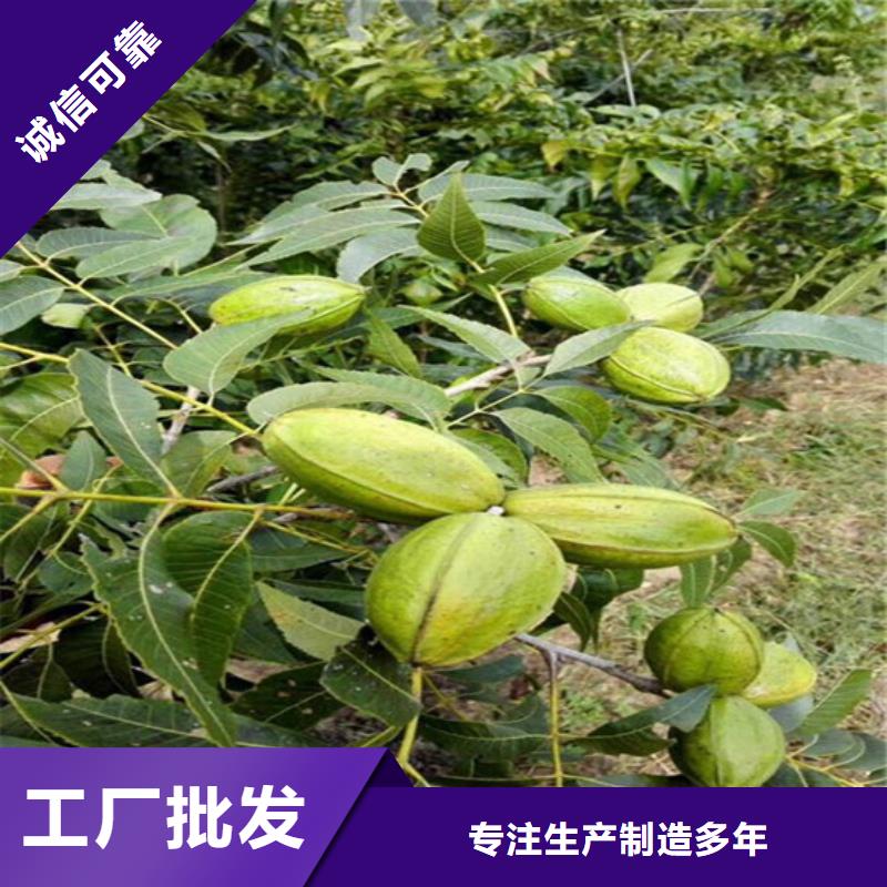 核桃苗蓝莓苗专业供货品质管控
