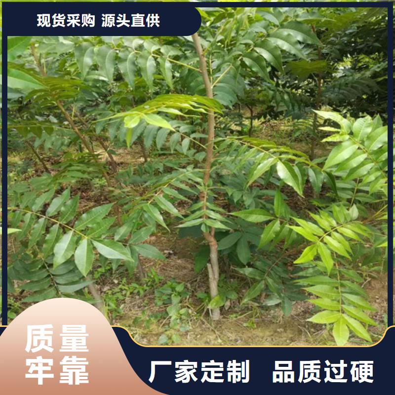 核桃苗-【樱桃苗】实力厂家