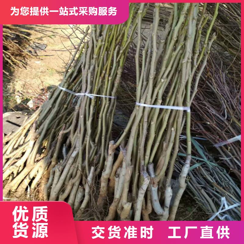 核桃苗-【樱桃苗】实力厂家