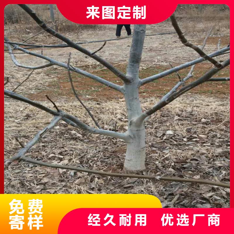 核桃苗,红蜜桃树苗品类齐全